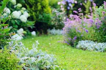 White and blue natural english cottage garden view with curvy pathway. Wooden archway with clematis, nepeta (catnip, catmint), stachys byzantina (lamb ears) and hydrangeas blooming in summer