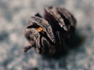 Close up of a seed pod