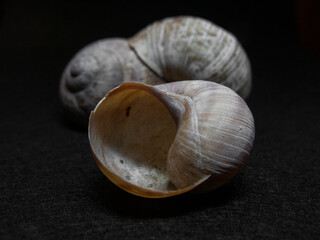 Close-up photo of a snail shell