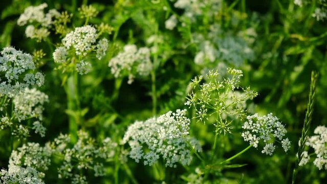 The cow parsley, Anthriscus sylvestris, is an umbelliferous plant. The wild chervil grow in meadow. Kupyr on a summer day, close-up, side view. White flowers on a green background.