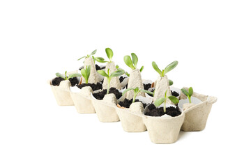 Growing plants in egg box, isolated on white background