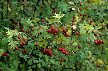 Crataegus oxyacantha, Aubépine