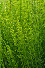 Equisetum fluviatile, Préle des marais