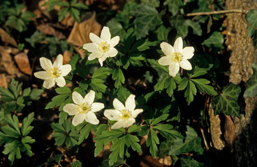 Anemone nemorosa, Anemone sylvie