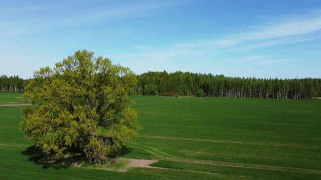 aerial view of beautiful big old tree in the middle of field In Estonia