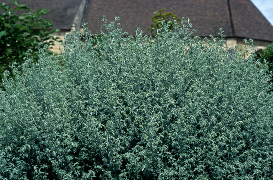 Artemisia absinthium ,Absinthe