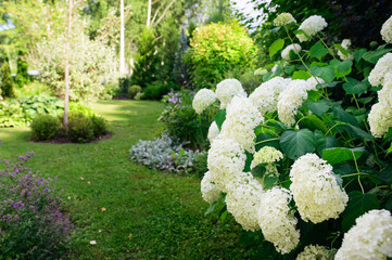 Hydrangea Arborescens "Annabelle" blooming in summer cottage garden. Beautiful view with curvy lawn edge.