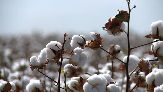 Pull focus close up of cotton plants at a plantation during the day