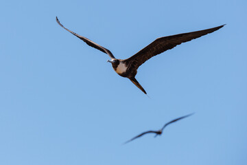 two female great frigatebirds (Fregata minor) in flight - 583802213