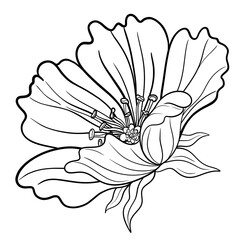 Hibiscus Flower hand-drawn outline 