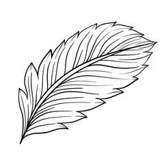 Tropical leave hand-drawn outline 