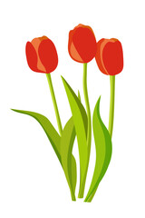 Red tulips on a white background. Flowers vector illustration for card, poster, print.
