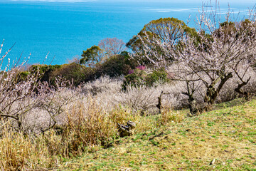 美しい梅林と海