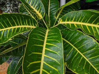 Croton plant with yellow striped leaves © Maslan