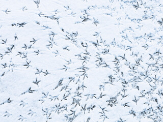 Tracks of wild birds in the snow. Wild ducks near a snowy river. View from above