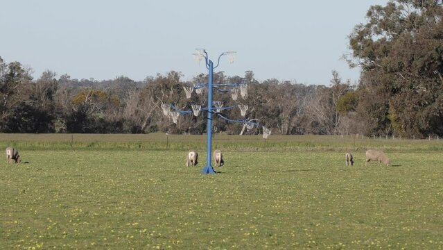 Weird Field of Netball Hoops and Sheep