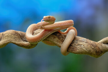 viper on branch