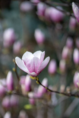 Blooming magnolia bush with pink flowers on branches in spring, soft focus. Blossom, blurred floral background. Tender pink flowers in springtime. Shallow depth of field