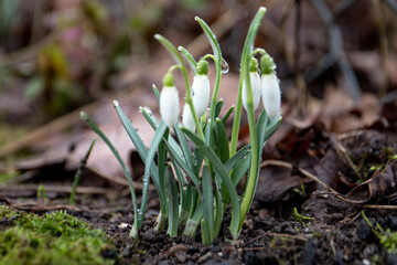 First spring snowdrop flowers. Water drops