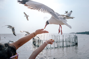 hand feeding food to sea gull 