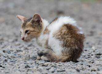 A LOVELY CAT LAYING ON SMALL PELLETS OF ROCK