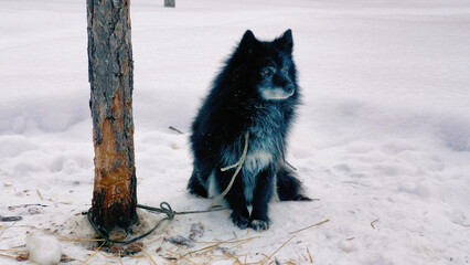 Western Siberia, the camp of reindeer herders of the Khanty people: a guard dog on a leash.