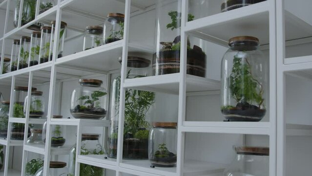 Botanical workshop with the tiny self-sufficient ecosystem in the glass terrarium jars on the shelves