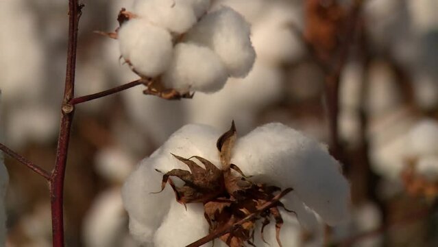 Closeup of cotton on cotton plant during the day outdoors