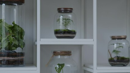 Botanical workshop with the tiny floral composition ecosystem in the glass terrarium trucking shot