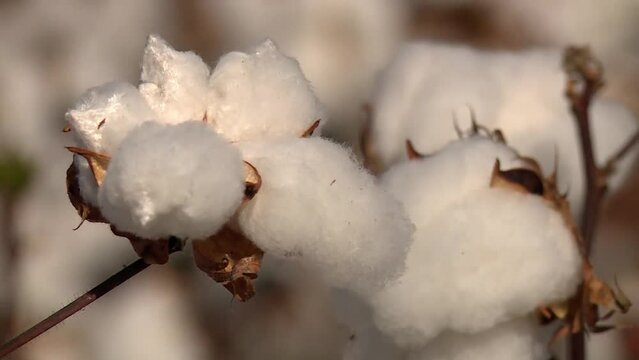 Close up of cotton plants lightly blowing against the wind during the day outdoors