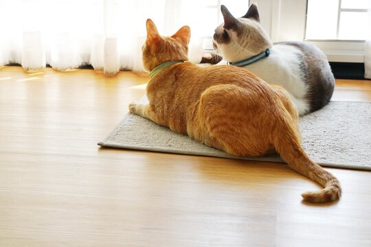 Two cute cat, White brown and orange tabby, stay together on grey mat and white curtain in the room with morning light. lay dow, licking, playing, relaxing, resting, calming and charming. pet in home.