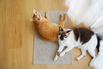 Two cute cat, White brown and orange tabby, stay together on grey mat and white curtain in the room with morning light. lay dow, licking, playing, relaxing, resting, calming and charming. pet in home.