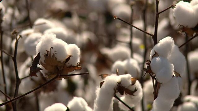 Close up of cotton on cotton plants at a plantation