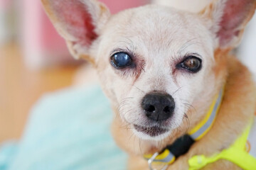 Focus on face of senior brown color and white fur face dog, miniature pinscher breed. problem about...