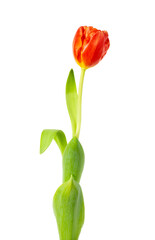 A single tulip - 583810624