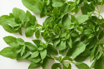 mint, leaf, herb, plant, peppermint, leaves, fresh, nature, herbal, organic, garden, green