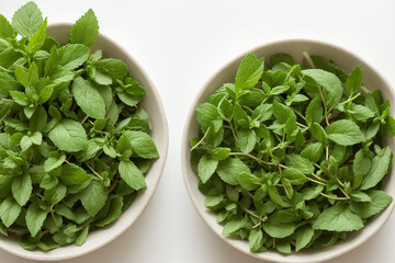 mint, leaf, herb, plant, peppermint, leaves, fresh, nature, herbal, organic, garden, green