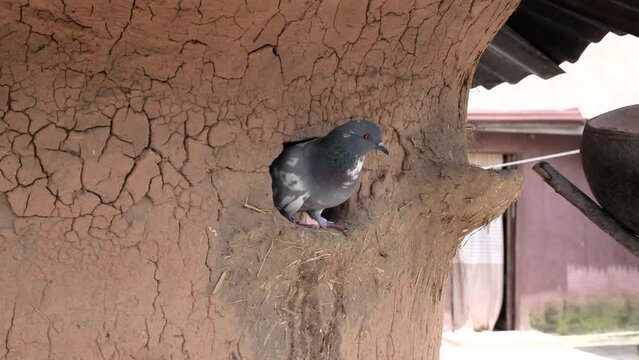 Raising pigeons in Nigeria - clay nesting hut