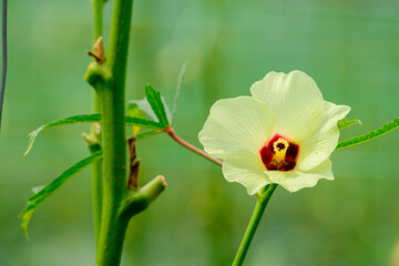 Flower of Okra or Abelmoschus esculentus at Marang, Terengganu, Malaysia