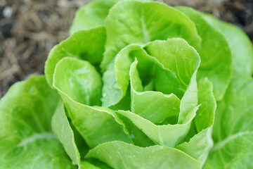 Selective focus of green butterhead salad veggies on soil in morning light. Fresh homegrown, organic green vegetables, raw food. Plant plot in urban farming styles. Home gardening concept.
