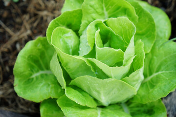 Selective focus of green butterhead salad veggies on soil in morning light. Fresh homegrown, organic green vegetables, raw food. Plant plot in urban farming styles. Home gardening concept.