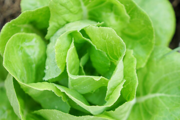 Selective focus of green butterhead salad veggies on soil in morning light. Fresh homegrown, organic green vegetables, raw food. Plant plot in urban farming styles. Home gardening concept.