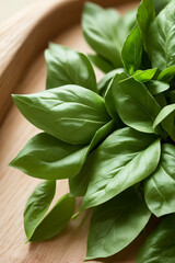 Fototapeta premium basil, herb, plant, leaf, fresh, vegetable, ingredient, salad, healthy, nature, herbs, organic, herbal, garden, seasoning