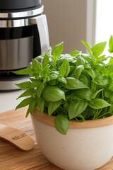 basil, herb, plant, leaf, fresh, vegetable, ingredient, salad, healthy, nature, herbs, organic, herbal, garden, seasoning