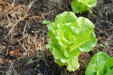 focus on fresh green lettuce, salad veggies growing on soil with morning light. Fresh homegrown, organic vegetables, raw food. Plant plot in urban farming styles. Home gardening concept.