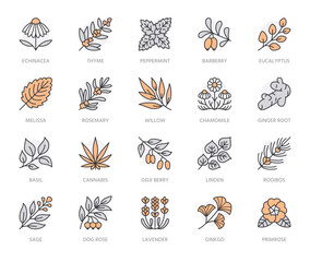 Medical herbs flat line icons. Medicinal plants echinacea, melissa, eucalyptus, goji berry, basil, ginger root, thyme, chamomile. Thin signs for herbal medicine. Orange color. Editable Stroke