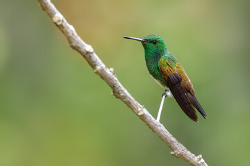 Fototapeta na wymiar Snowy-bellied Hummingbird - Saucerottia edward, beautiful colored small hummingbird from Latin America woodlands and gardens, Volcán, Panama.