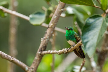 Snowy-bellied Hummingbird - Saucerottia edward, beautiful colored small hummingbird from Latin America woodlands and gardens, Volcán, Panama.