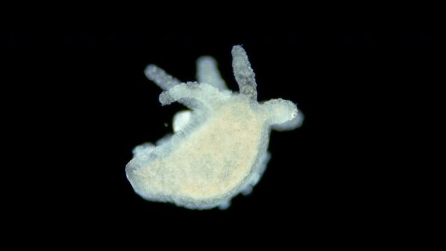 Freshwater Hydra, class Hydrozoa and Infusoria Ciliophora Kerona polyporum, family Oxytrichidae under microscope. In video, they move around body of Hydra and are commensal.