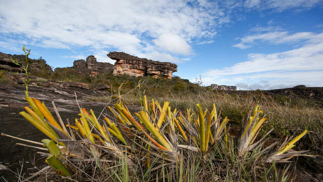 Bromeliad plants (Brocchinia reducta) on the plateau of the table mountain Auyan tepui, Venezuela